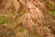 - Acer palmatum 'Strawberry Spring' Reticulated Japanese Maple - Mr Maple │ Buy Japanese Maple Trees