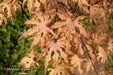 - Acer palmatum 'Strawberry Spring' Reticulated Japanese Maple - Mr Maple │ Buy Japanese Maple Trees