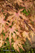 - Acer palmatum 'Strawberry Spring' Reticulated Japanese Maple - Mr Maple │ Buy Japanese Maple Trees