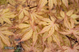 - Acer palmatum 'Strawberry Spring' Reticulated Japanese Maple - Mr Maple │ Buy Japanese Maple Trees