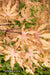 - Acer palmatum 'Strawberry Spring' Reticulated Japanese Maple - Mr Maple │ Buy Japanese Maple Trees