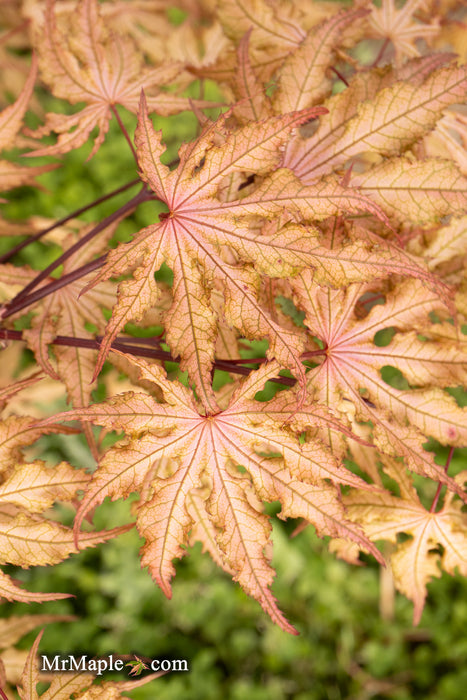 - Acer palmatum 'Strawberry Spring' Reticulated Japanese Maple - Mr Maple │ Buy Japanese Maple Trees