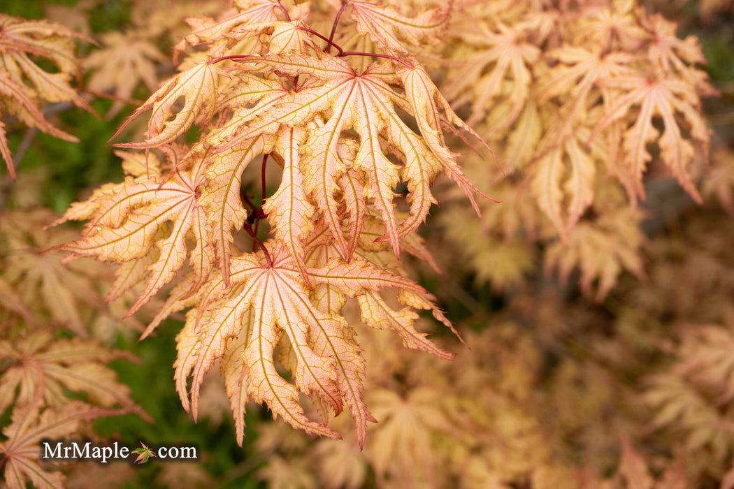 - Acer palmatum 'Strawberry Spring' Reticulated Japanese Maple - Mr Maple │ Buy Japanese Maple Trees