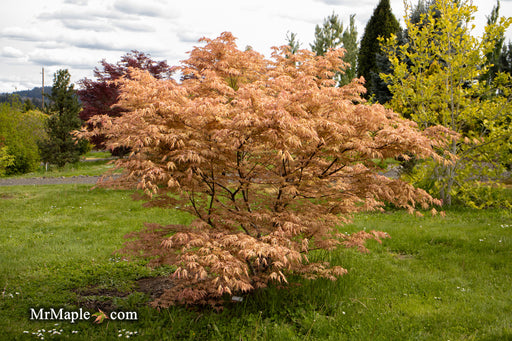 - Acer palmatum 'Strawberry Spring' Reticulated Japanese Maple - Mr Maple │ Buy Japanese Maple Trees