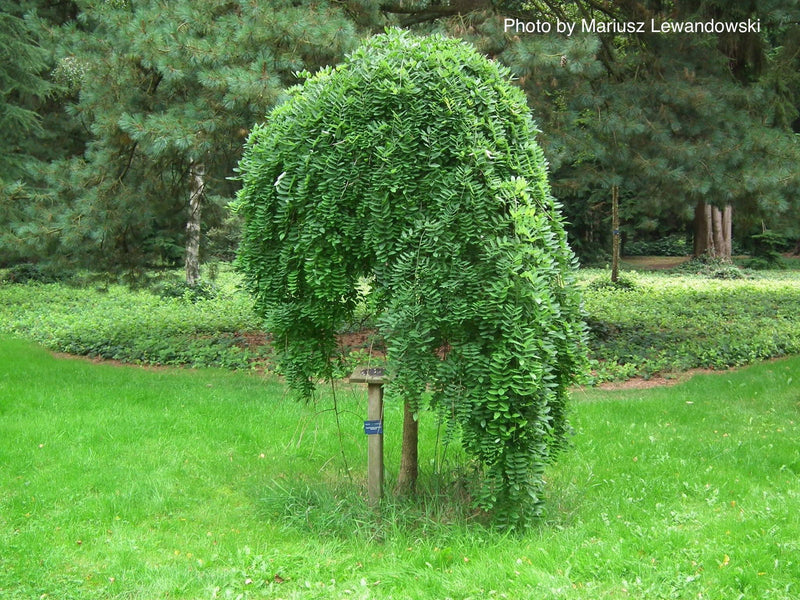 - Styphnolobium japonicum 'Pendula' Weeping Japanese Pagoda Tree - Mr Maple │ Buy Japanese Maple Trees