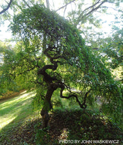 - Styphnolobium japonicum 'Pendula' Weeping Japanese Pagoda Tree - Mr Maple │ Buy Japanese Maple Trees