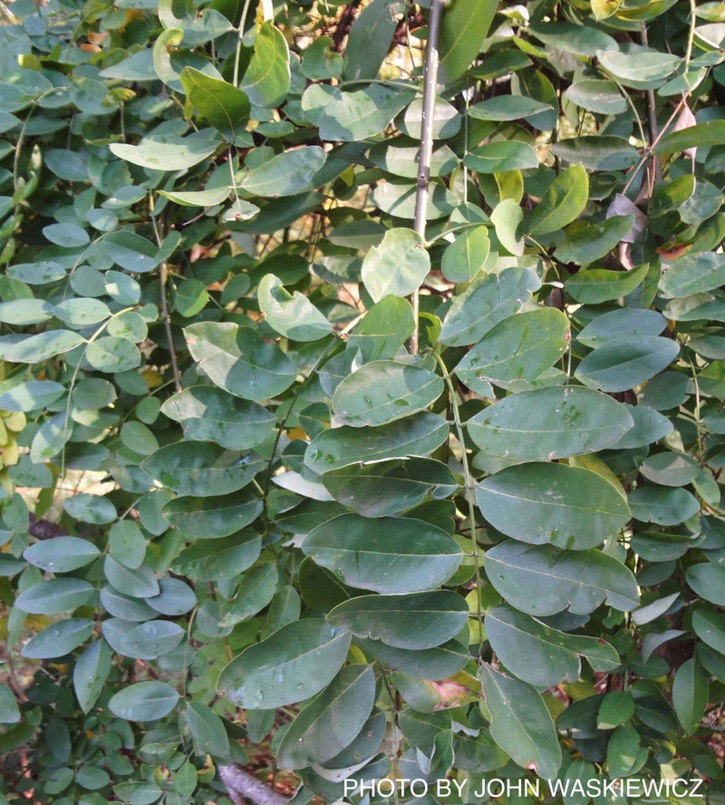 - Styphnolobium japonicum 'Pendula' Weeping Japanese Pagoda Tree - Mr Maple │ Buy Japanese Maple Trees