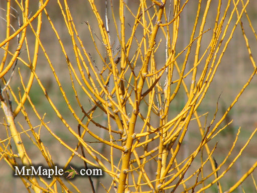 - Styphnolobium japonicum 'Winter Gold' Gold Bark Japanese Pagoda Tree - Mr Maple │ Buy Japanese Maple Trees