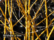 - Styphnolobium japonicum 'Winter Gold' Gold Bark Japanese Pagoda Tree - Mr Maple │ Buy Japanese Maple Trees