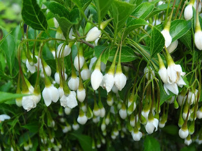 Styrax japonicus 'Snow Drops' White Dwarf Japanese Snowbell