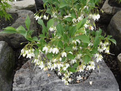Styrax japonicus 'Snow Drops' White Dwarf Japanese Snowbell