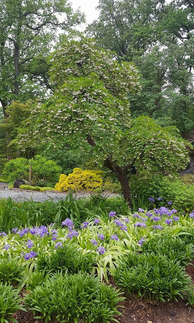 - Styrax japonicus 'Carillon' White Flowering Japanese Snowbell - Mr Maple │ Buy Japanese Maple Trees