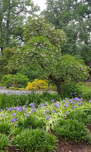 - Styrax japonicus 'Carillon' White Flowering Japanese Snowbell - Mr Maple │ Buy Japanese Maple Trees