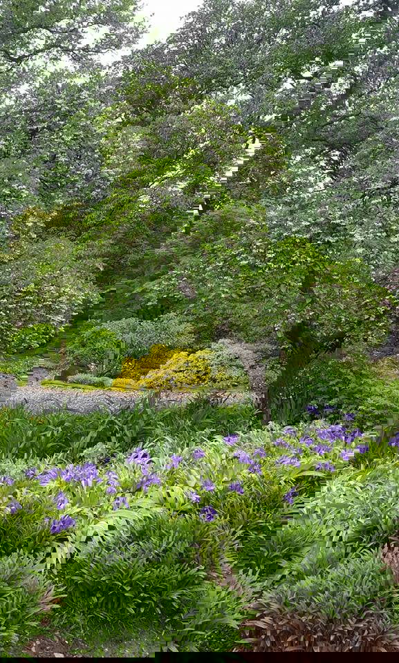 - Styrax japonicus 'Carillon' White Flowering Japanese Snowbell - Mr Maple │ Buy Japanese Maple Trees