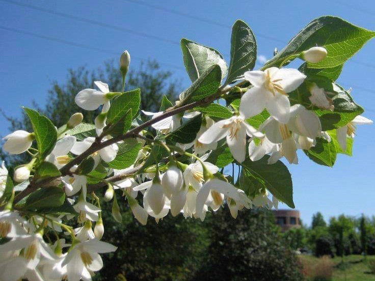 Mr Maple Styrax japonicus 'Emerald Pagoda' Japanese Snowbell Tree