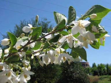 - Styrax japonicus 'Emerald Pagoda' White Japanese Snowbell Tree - Mr Maple │ Buy Japanese Maple Trees