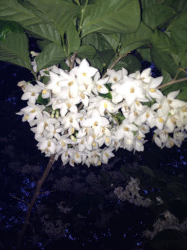 - Styrax japonicus 'Emerald Pagoda' White Japanese Snowbell Tree - Mr Maple │ Buy Japanese Maple Trees