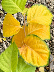 - Styrax japonicus 'Emerald Pagoda' White Japanese Snowbell Tree - Mr Maple │ Buy Japanese Maple Trees