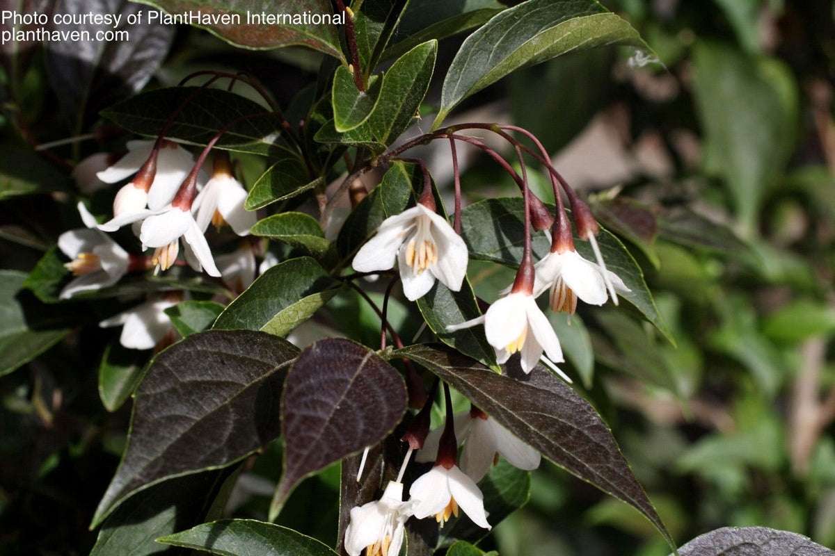 Buy Styrax japonicus 'Evening Light' Red Leafed Japanese Snowbell Tree — Mr  Maple │ Buy Japanese Maple Trees