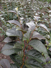 - Styrax japonicus 'Evening Light' Red Leafed Japanese Snowbell Tree - Mr Maple │ Buy Japanese Maple Trees