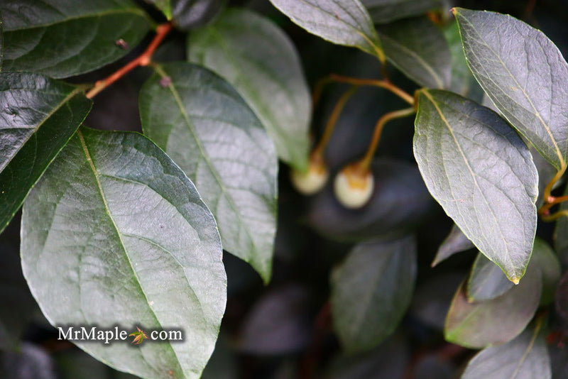 - Styrax japonicus 'Evening Light' Red Leafed Japanese Snowbell Tree - Mr Maple │ Buy Japanese Maple Trees