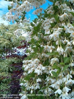 - Styrax japonicus 'Fragrant Fountain' White Weeping Japanese Snowbell - Mr Maple │ Buy Japanese Maple Trees