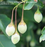 - Styrax japonicus 'Fragrant Fountain' White Weeping Japanese Snowbell - Mr Maple │ Buy Japanese Maple Trees