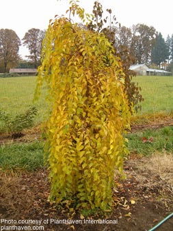 - Styrax japonicus 'Fragrant Fountain' White Weeping Japanese Snowbell - Mr Maple │ Buy Japanese Maple Trees