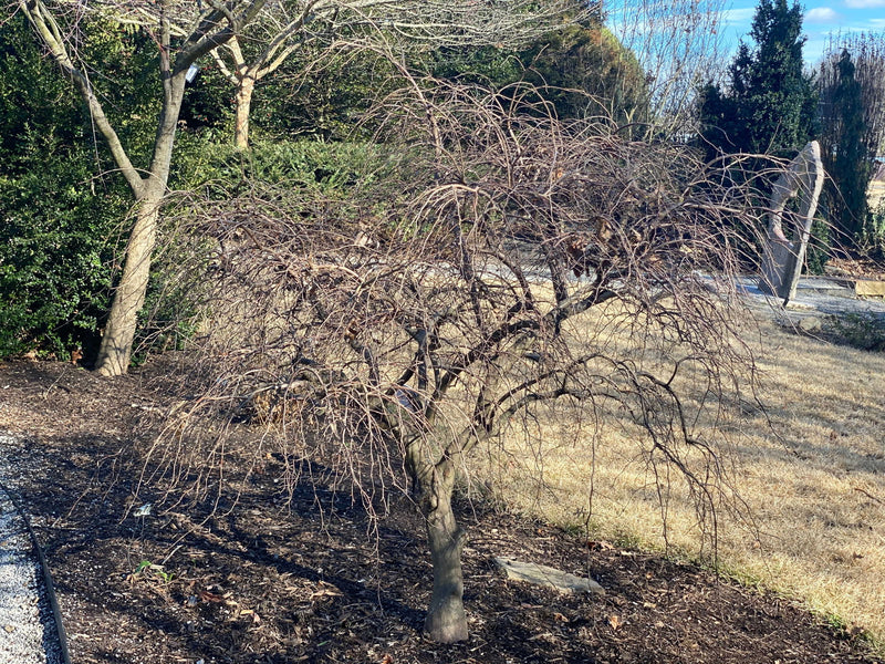 - Styrax japonicus 'Fragrant Fountain' White Weeping Japanese Snowbell - Mr Maple │ Buy Japanese Maple Trees