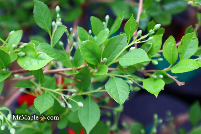 - Styrax japonicus 'Fragrant Fountain' White Weeping Japanese Snowbell - Mr Maple │ Buy Japanese Maple Trees