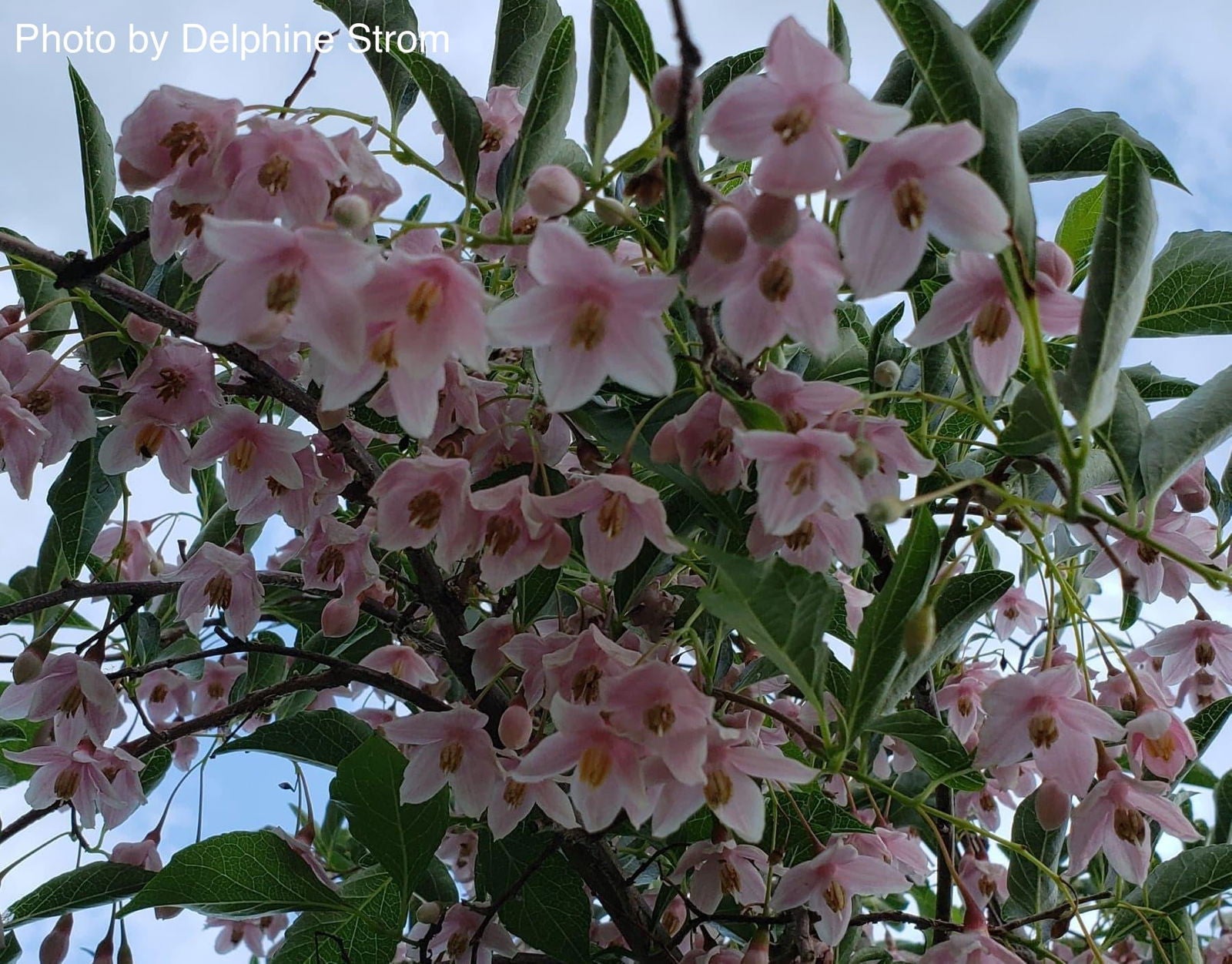 Buy Styrax japonicus 'Momo shidare' Weeping Pink Flower Snowbell
