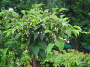 - Styrax japonicus 'Momo shidare' Weeping Pink Flower Snowbell - Mr Maple │ Buy Japanese Maple Trees