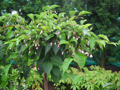 - Styrax japonicus 'Momo shidare' Weeping Pink Flower Snowbell - Mr Maple │ Buy Japanese Maple Trees