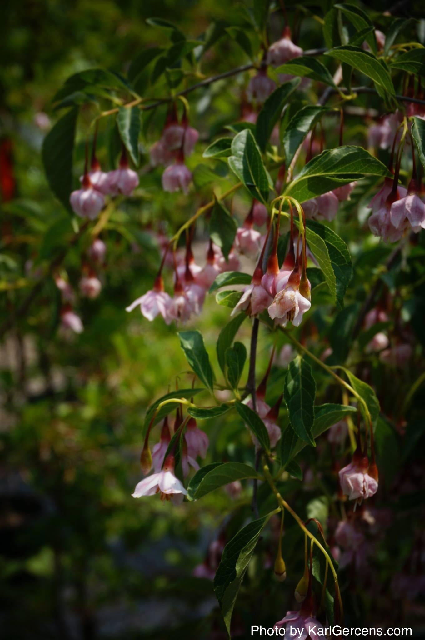 Buy Styrax japonicus 'Momo shidare' Weeping Pink Flower Snowbell