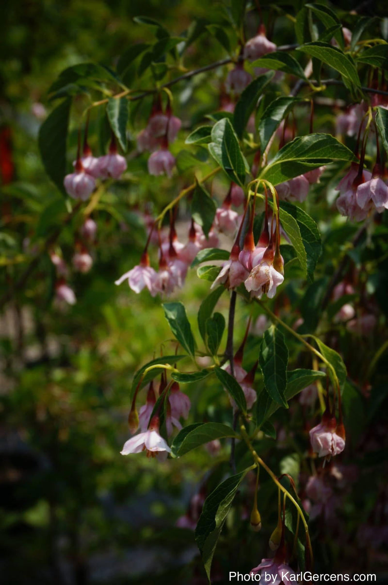 - Styrax japonicus 'Momo shidare' Weeping Pink Flower Snowbell - Mr Maple │ Buy Japanese Maple Trees