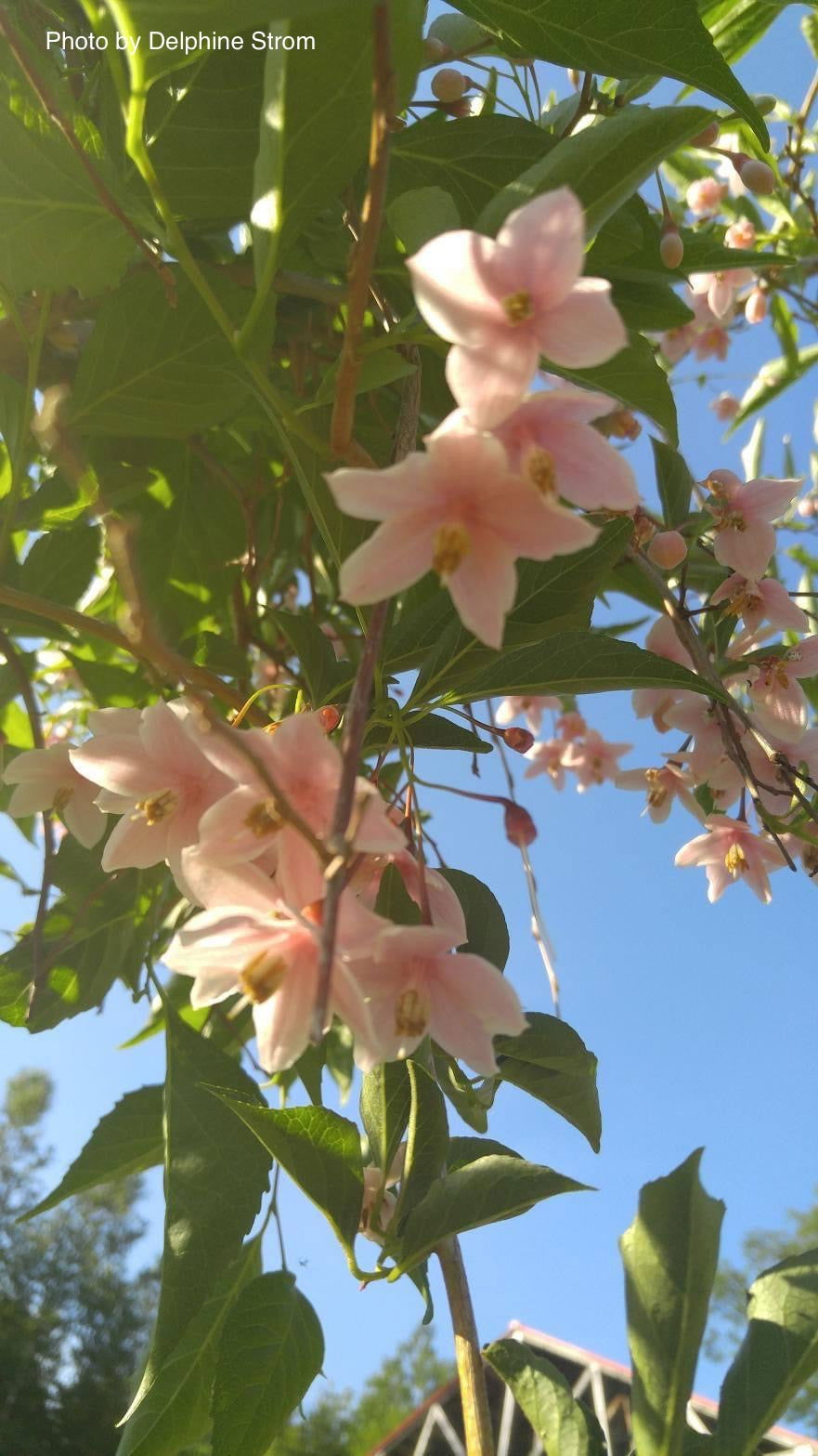 Buy Styrax japonicus 'Momo shidare' Weeping Pink Flower Snowbell