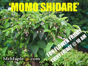 - Styrax japonicus 'Momo shidare' Weeping Pink Flower Snowbell - Mr Maple │ Buy Japanese Maple Trees