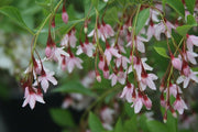 - Styrax japonicus 'Pink Trinket' Pink Flowering Japanese Snowbell - Mr Maple │ Buy Japanese Maple Trees