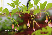- Styrax japonicus 'Pink Trinket' Pink Flowering Japanese Snowbell - Mr Maple │ Buy Japanese Maple Trees