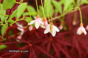 - Styrax japonicus 'Pink Trinket' Pink Flowering Japanese Snowbell - Mr Maple │ Buy Japanese Maple Trees
