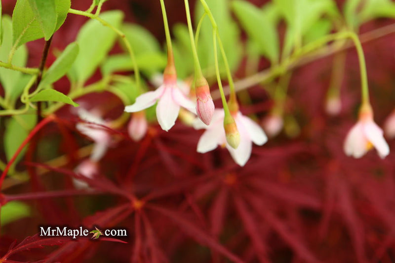 - Styrax japonicus 'Pink Trinket' Pink Flowering Japanese Snowbell - Mr Maple │ Buy Japanese Maple Trees