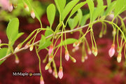 - Styrax japonicus 'Pink Trinket' Pink Flowering Japanese Snowbell - Mr Maple │ Buy Japanese Maple Trees
