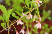 - Styrax japonicus 'Pink Trinket' Pink Flowering Japanese Snowbell - Mr Maple │ Buy Japanese Maple Trees
