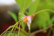 - Styrax japonicus 'Pink Trinket' Pink Flowering Japanese Snowbell - Mr Maple │ Buy Japanese Maple Trees