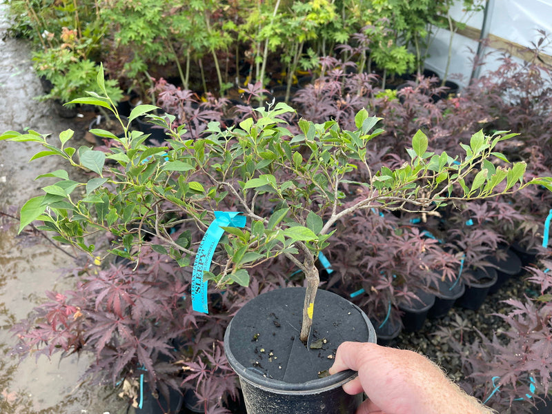 - Styrax japonicus 'Sleepy' White Weeping Dwarf Japanese Snowbell - Mr Maple │ Buy Japanese Maple Trees