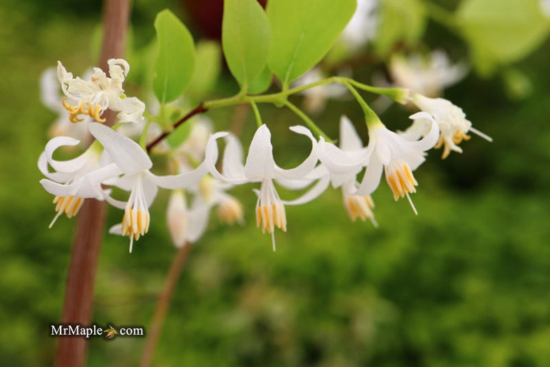 - Styrax wilsonii Flowering Japanese Snowbell - Mr Maple │ Buy Japanese Maple Trees