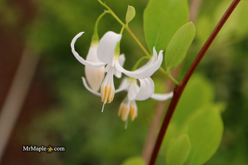 - Styrax wilsonii Flowering Japanese Snowbell - Mr Maple │ Buy Japanese Maple Trees