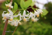 - Styrax wilsonii Flowering Japanese Snowbell - Mr Maple │ Buy Japanese Maple Trees