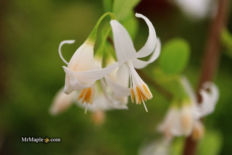 - Styrax wilsonii Flowering Japanese Snowbell - Mr Maple │ Buy Japanese Maple Trees