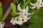 - Styrax wilsonii Flowering Japanese Snowbell - Mr Maple │ Buy Japanese Maple Trees